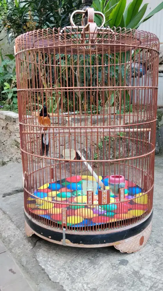 Murai batu dewasa gacor