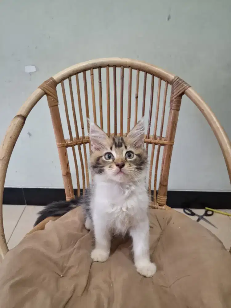 Kucing Kitten Mainecoon Mix Big Bone
