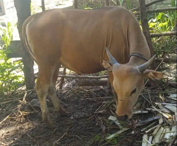 tabungan sapi bali qurban 2027 300kiloan 2jt/bln 12x siap kurban puas
