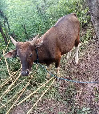 tabungan sapi bali qurban 2027 300kiloan 2jt/bln 12x siap kurban puas
