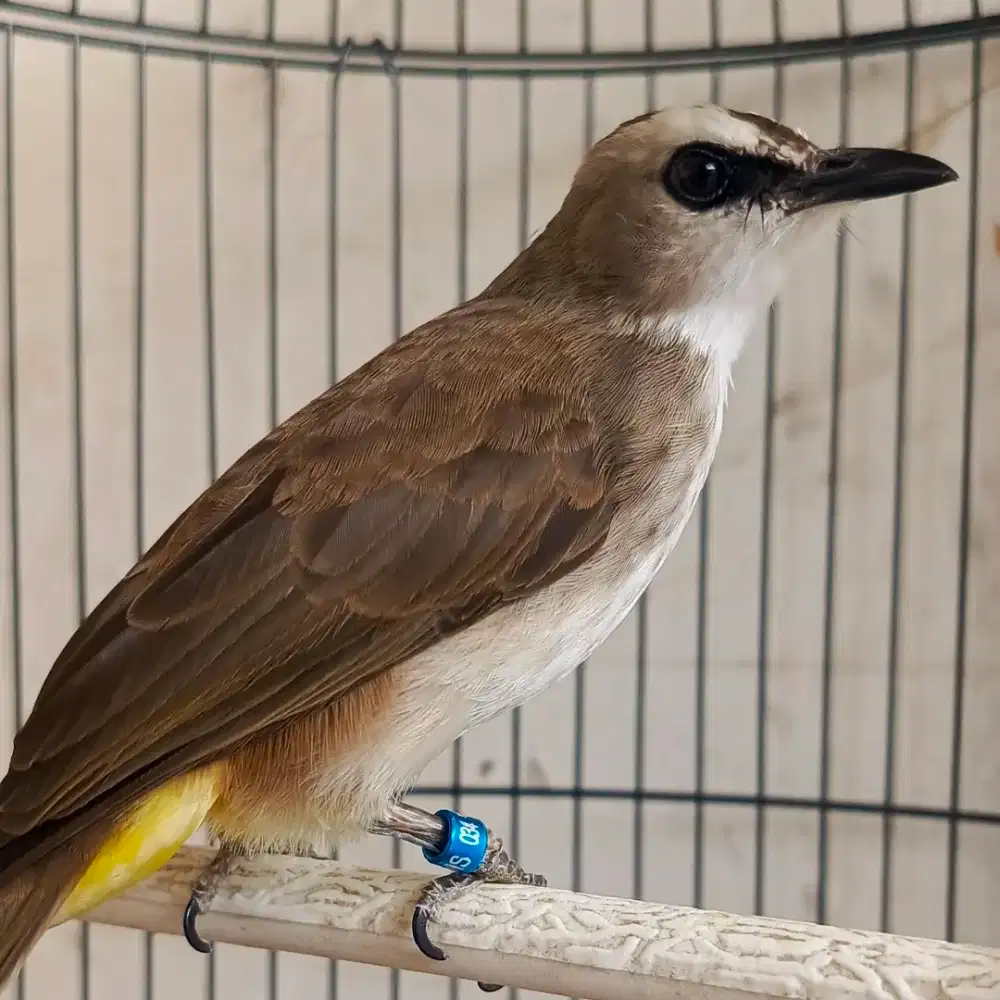 trucuk kebo gacor jinak