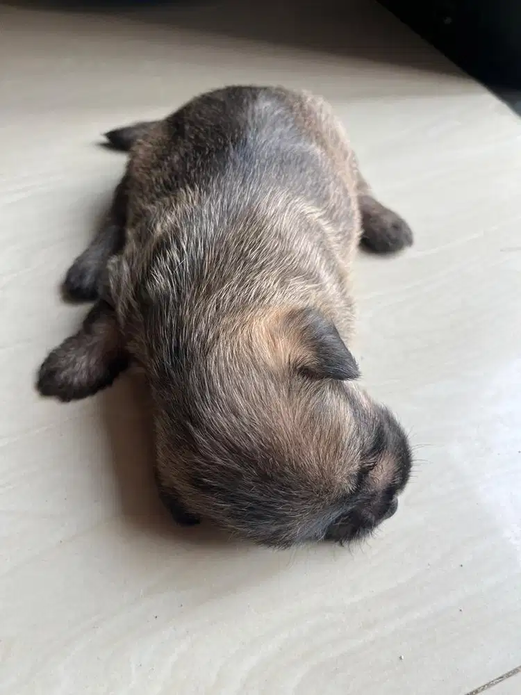 Jual cepat anak anjing campuran