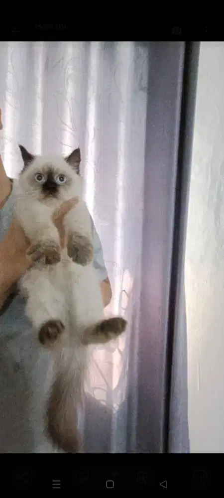 Kitten Ragdoll x Himalaya.. lucu manja gemesin.. Muka PANDA