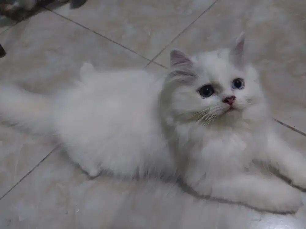 Kitten Jantam Putih Solid Mata Odd Eye