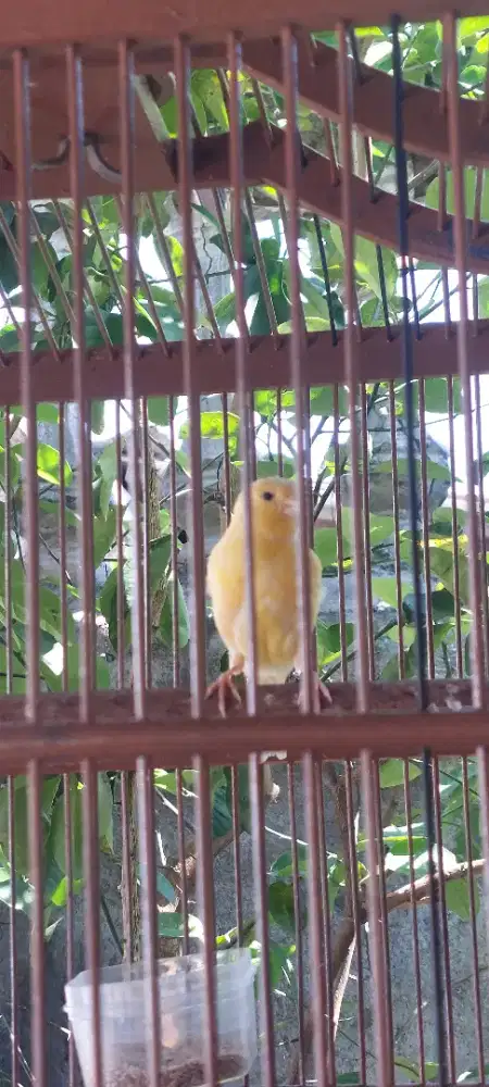 Kenari Lokal Cerah & Kandang