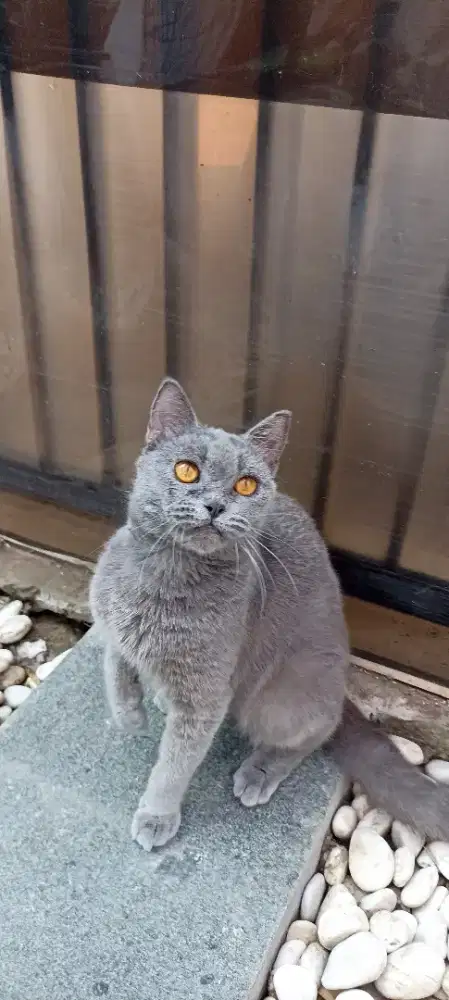 Open adopt BSH blue solid