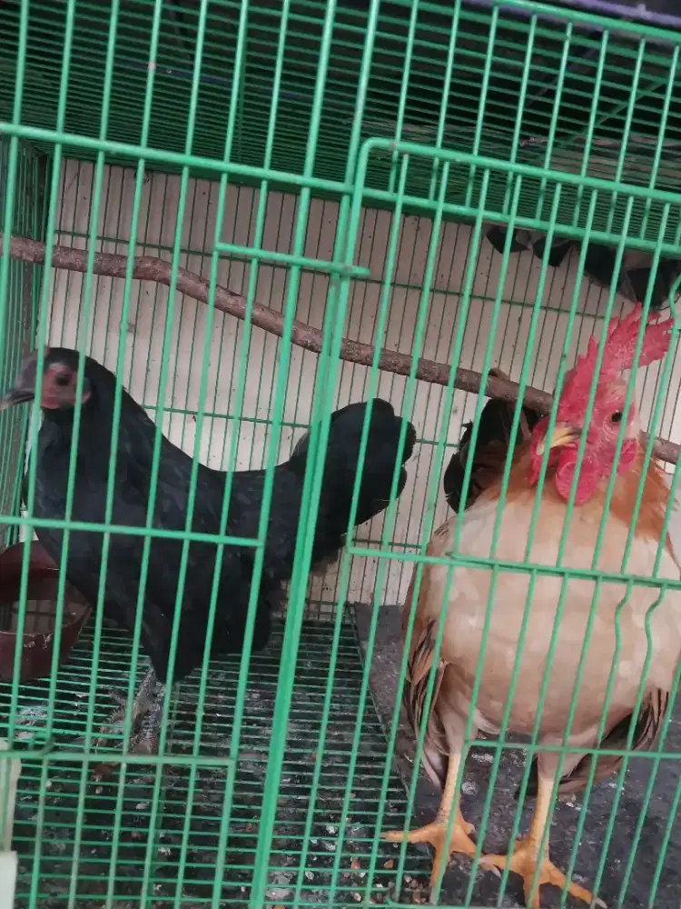 Ayam Kate Merah Sepasang Usia Muda