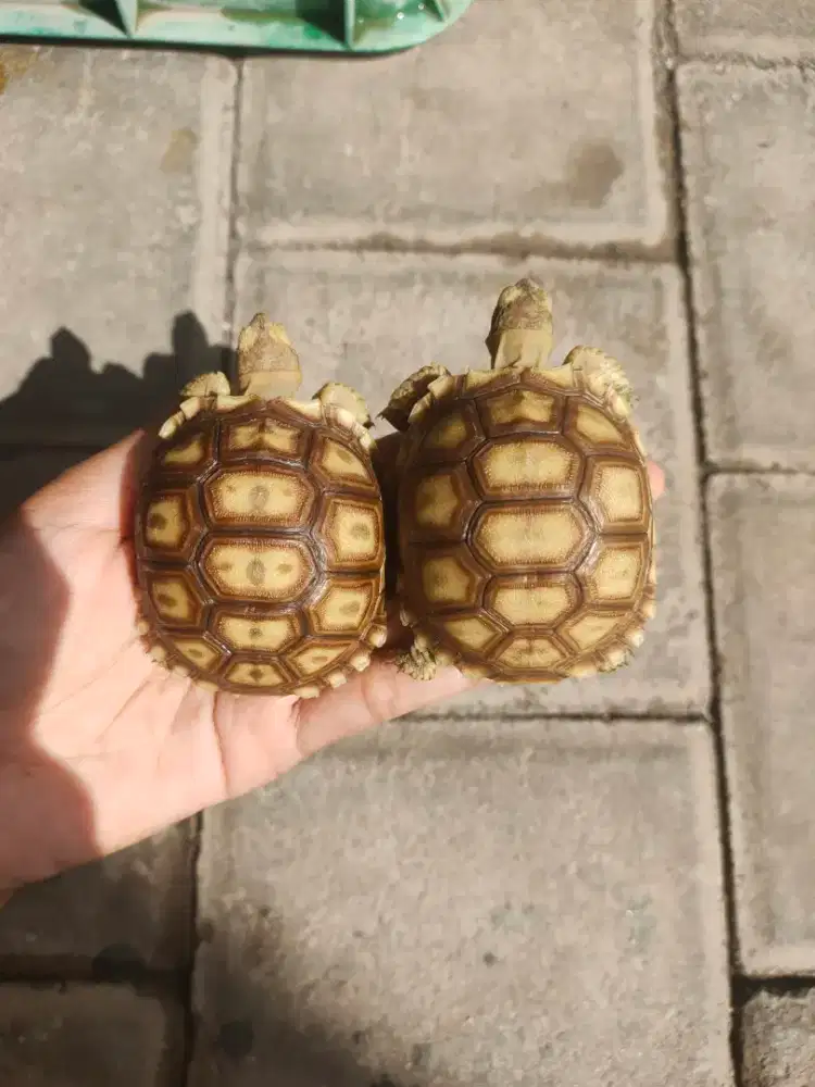 sulcata 6,5cm mulus no minus, sehat walafiat