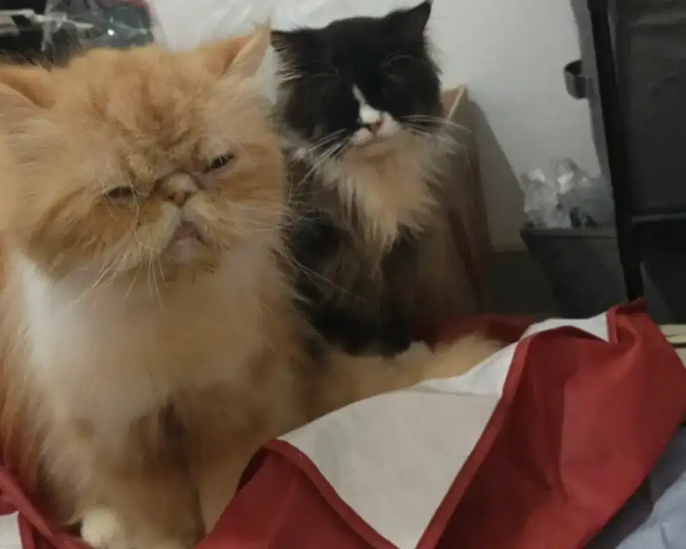 Peaknose jantan