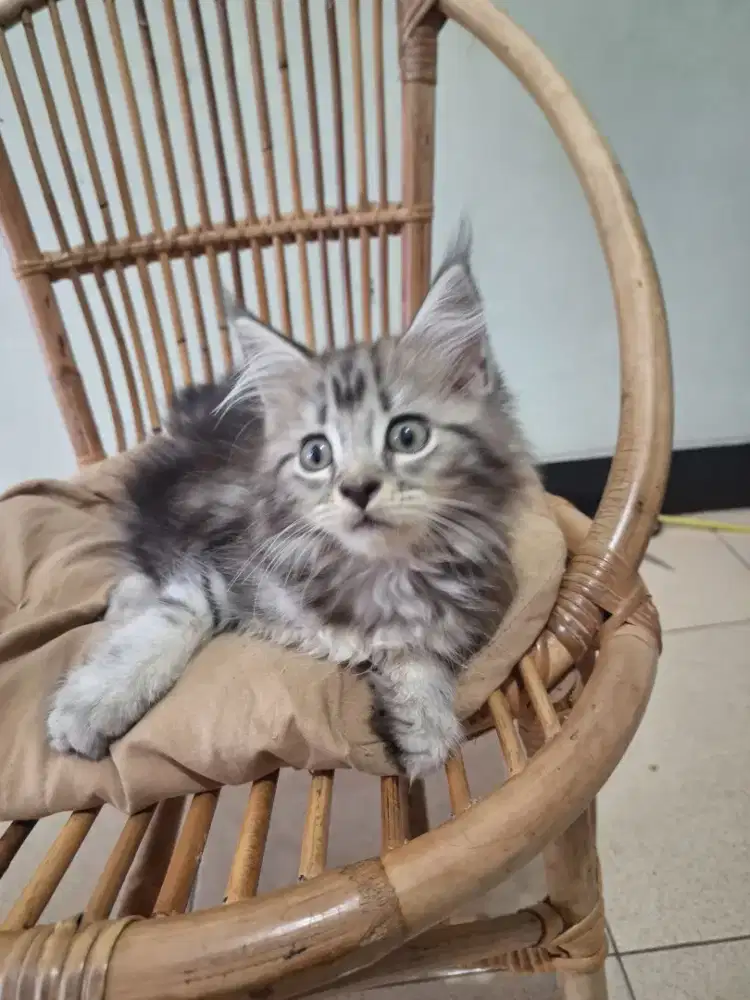 Kucing Kitten Mainecoon Mix Big Bone