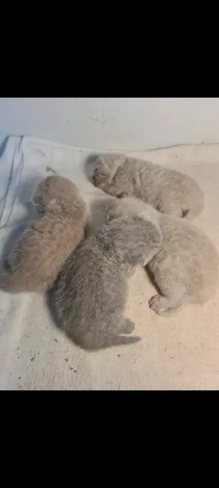 British Shorthair Super