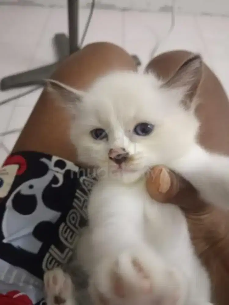 Kitten Kucing regdoll