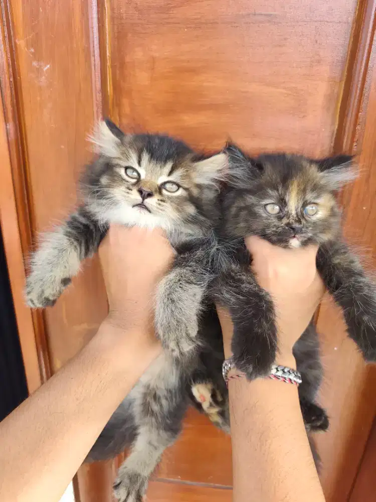 Kucing persia Munchkin ns