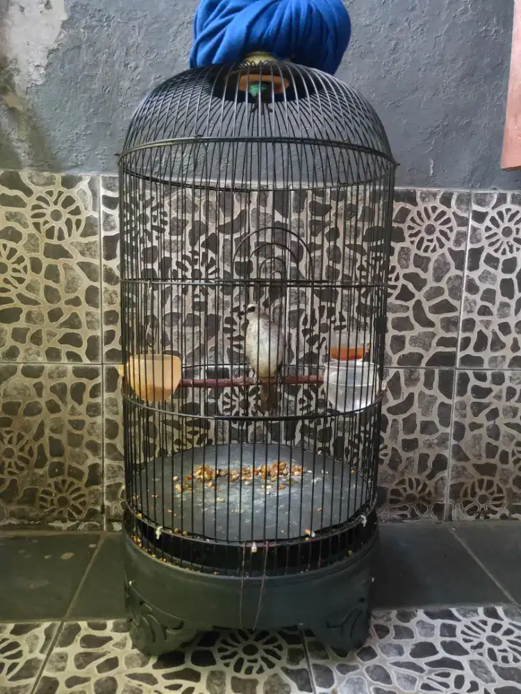 Burung Trucukan Jantan