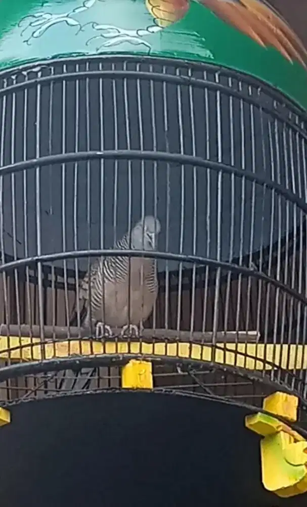 Burung Perkutut Lokal Gacorr