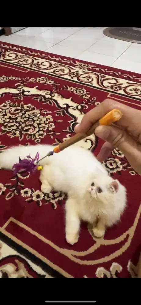 Kucing persia full putih flat nose