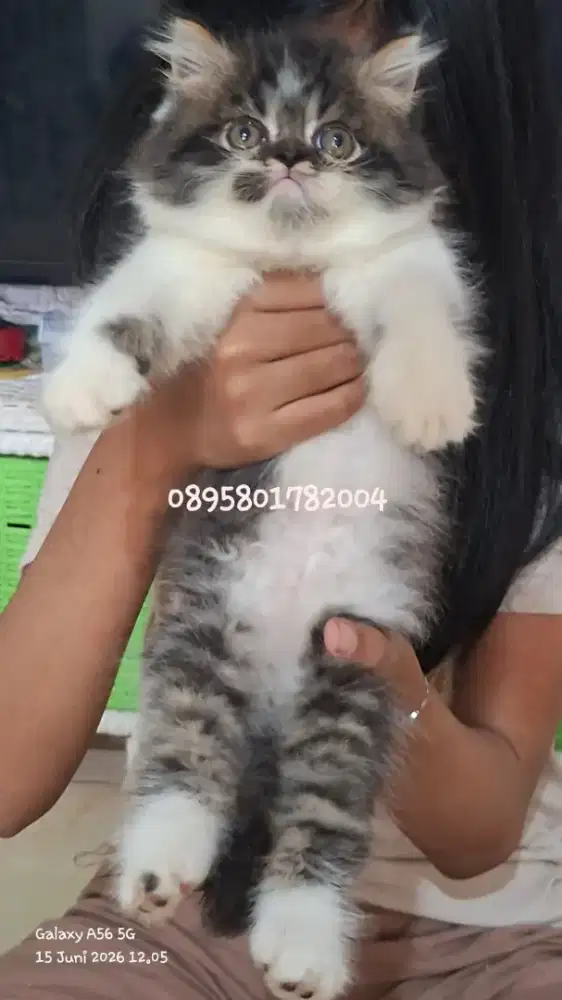 Anak kucing persia l/kitten persia jantan/kucing persia betina