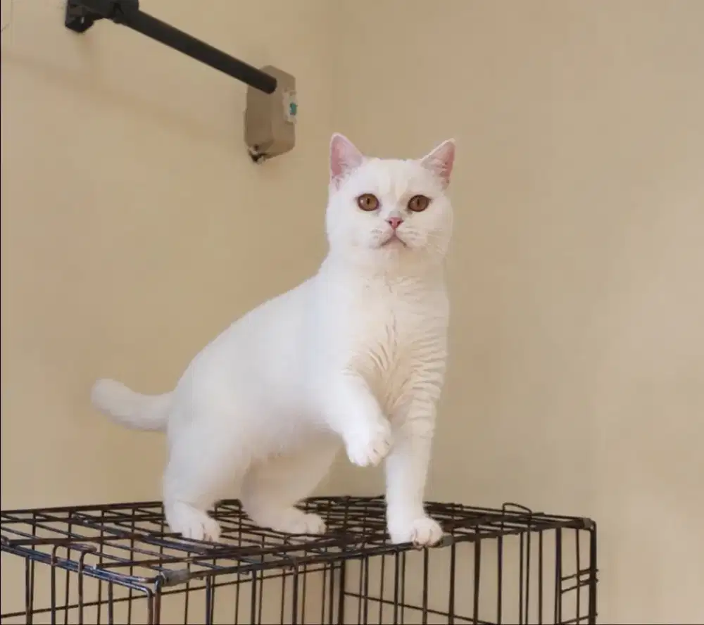 British shorthair female proven
