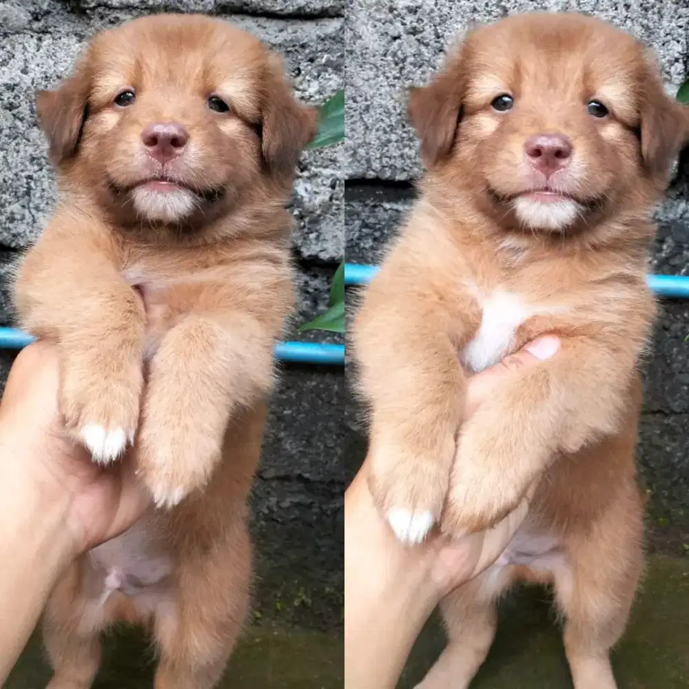 Anjing Husky x Kintamani