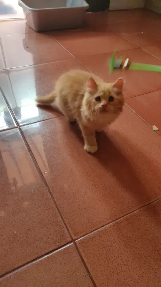 anak Meyong oyen