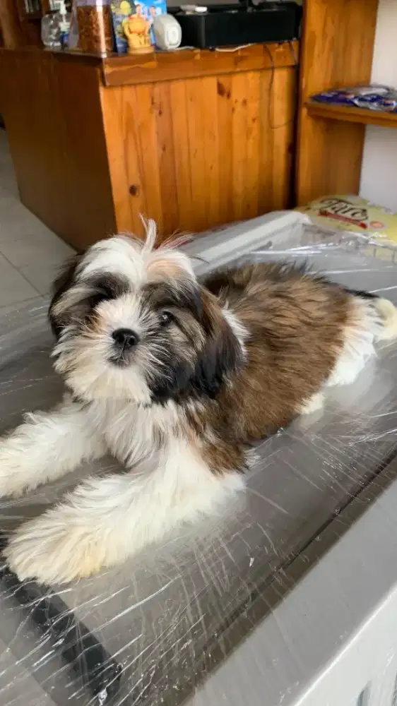 Puppy shihtzu betina