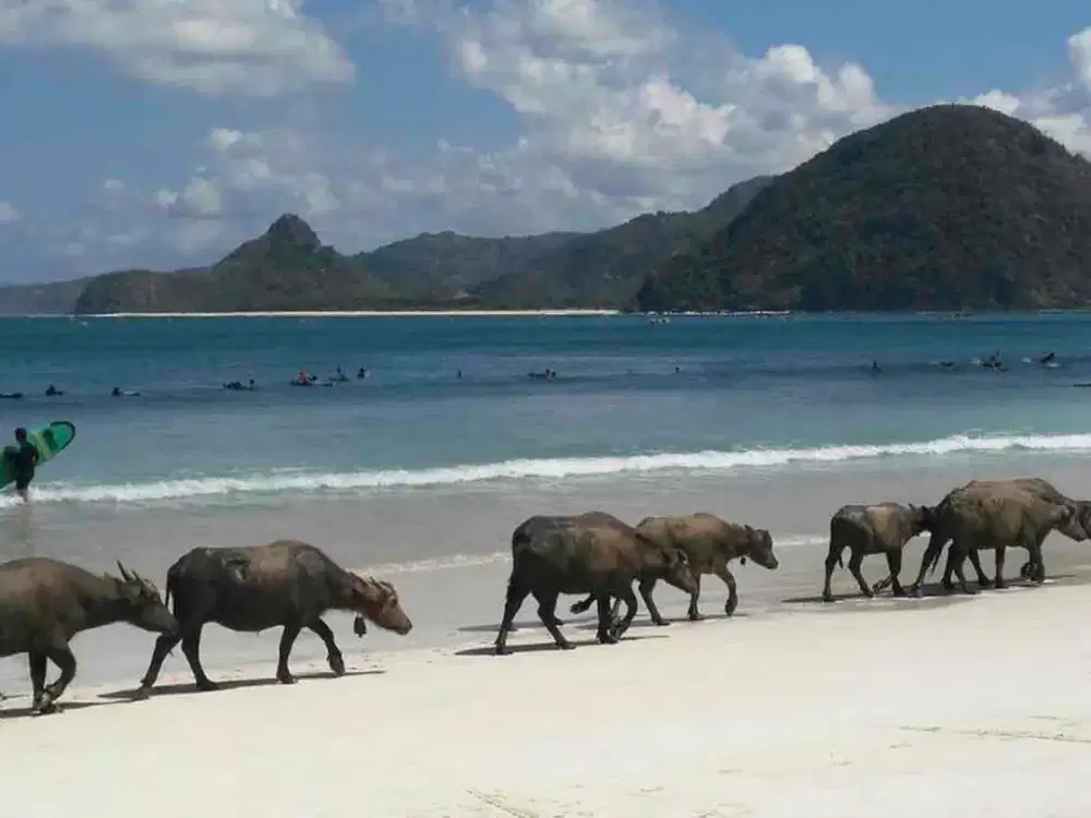 Dijual Tanah Murah Strategis Dekat Pantai Selong Belanak Lombok – SHM, Cocok untuk Villa & Investasi!