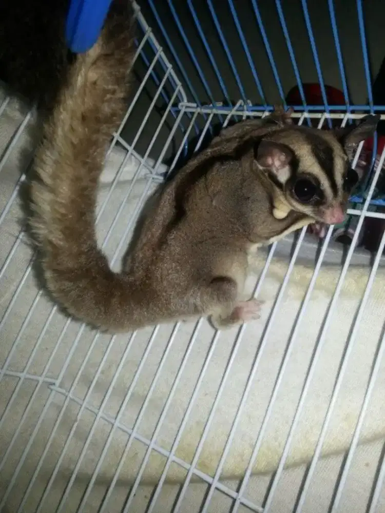 Adopsi sugar glider jinak total