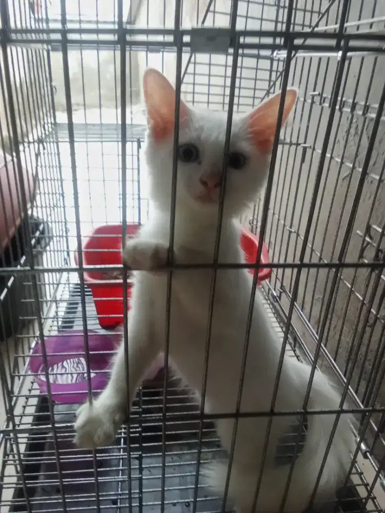 Kucing bersama kandangnya