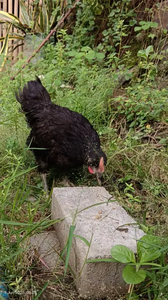 Ayam Australorp