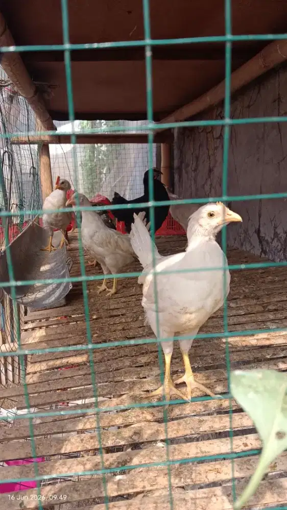 White leghorn usia up 2bln