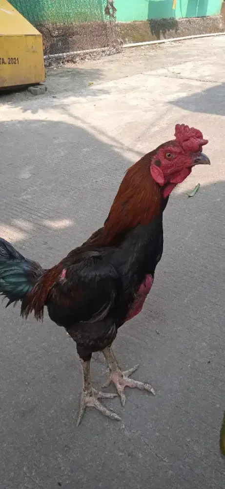 Ayam Bangkok Trah Pakhoy