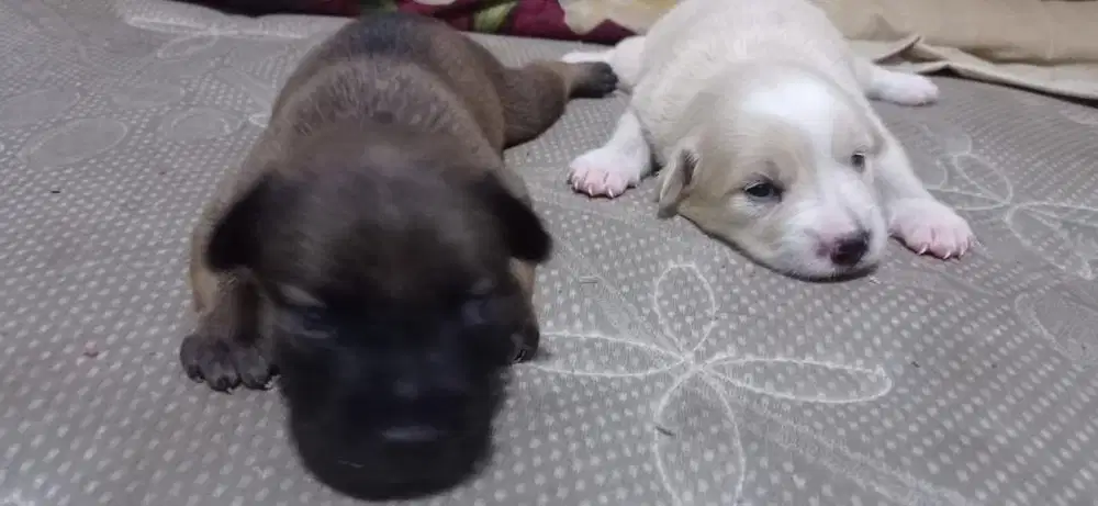 Puppy lucu baru lahir