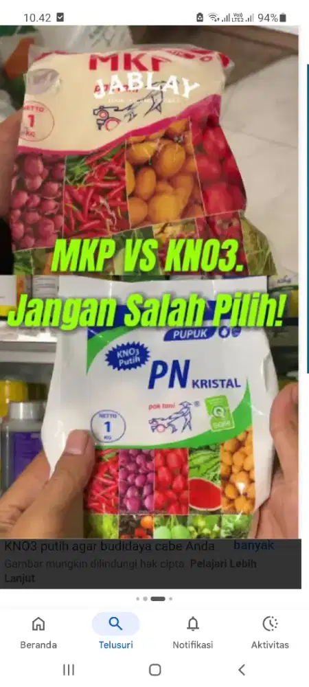 Jual Pupuk Spesial Pelebat Buah Mangga RED IVORY dan Yuwen Dll.