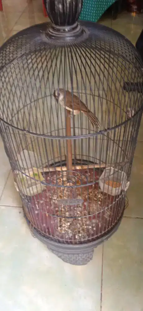 Burung Crucukan