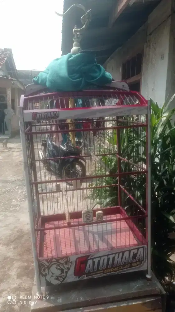 Burung kenari seri AF