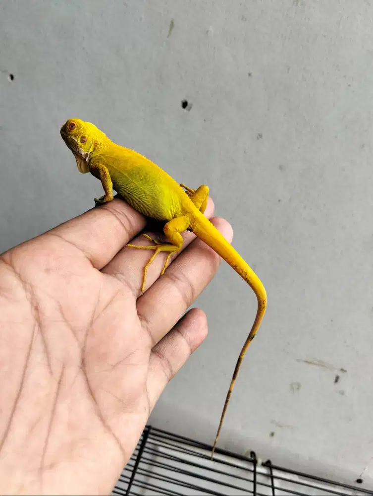 Iguana albino baby up