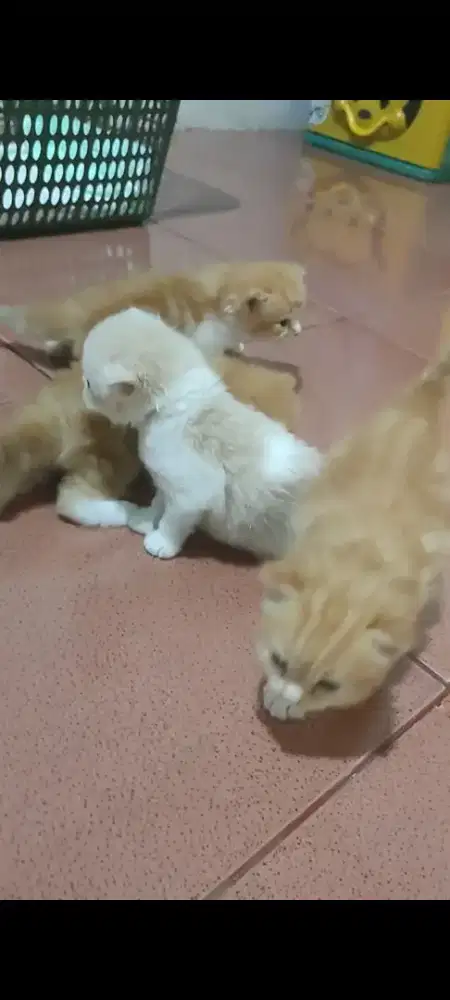 Keluarga oyen gemoy