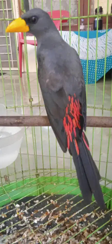 Burung Jalak Rio