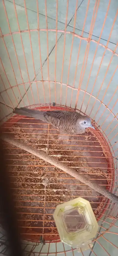 Burung Perkutut Bangkok