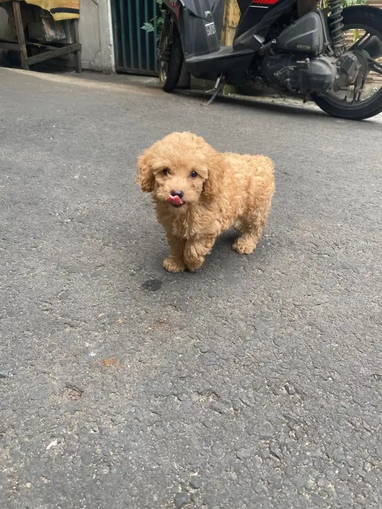 Toy poodle Jantan dan Betina