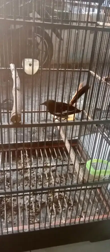 Burung Kacer fulset set