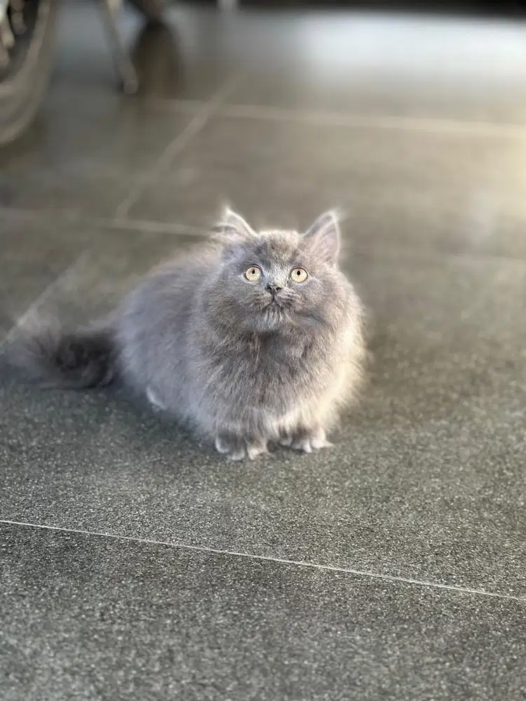 Munckhin brittishlonghair