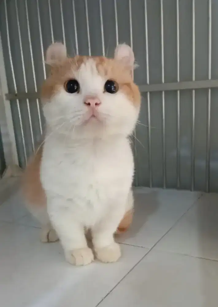 Kucing Munchkin Kinkalow Super Cebol