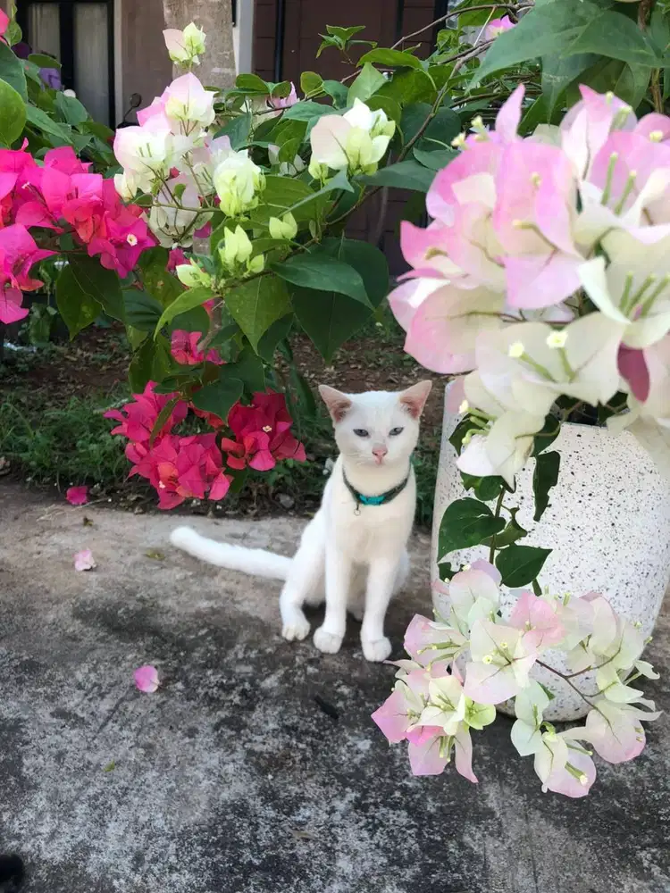 Free adopsi kucing gratis , umur 2 tahun