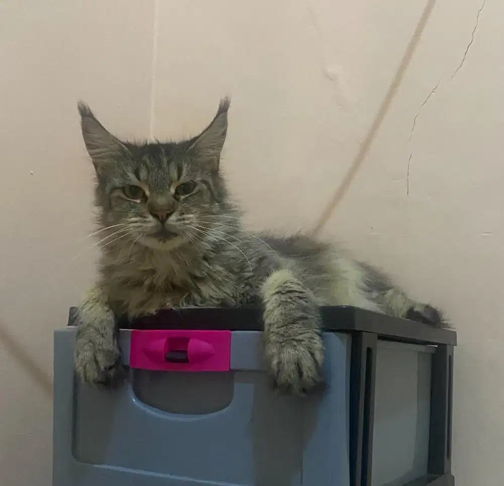 Kucing mainecoon betina