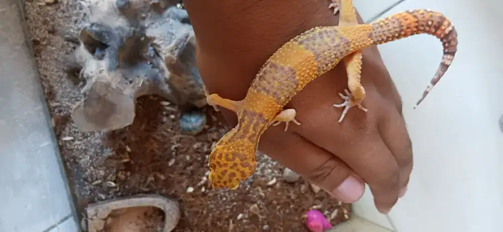 Leopard gecko male