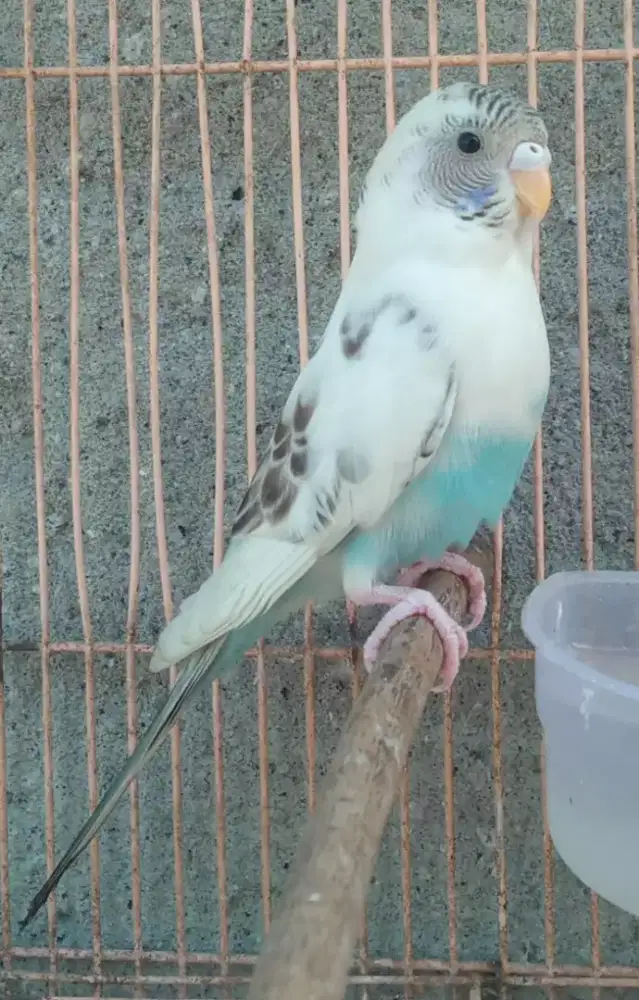 Seekor burung parkit cantik