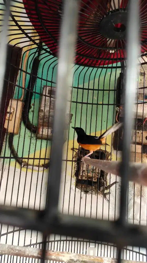 Murai batu pastolan sudah rajin fulset