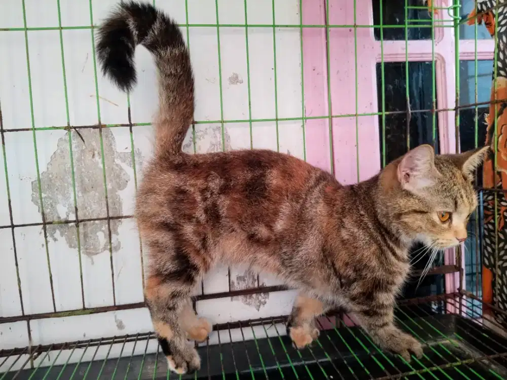 Kucing Munchkin