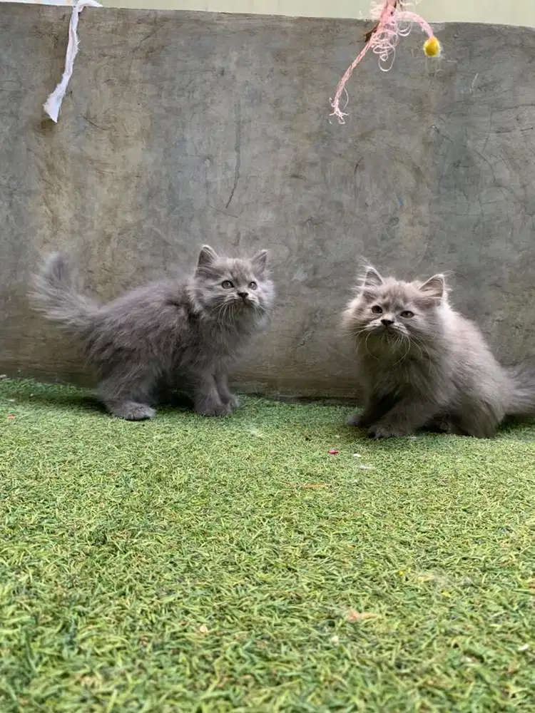 Persia medium warna abu